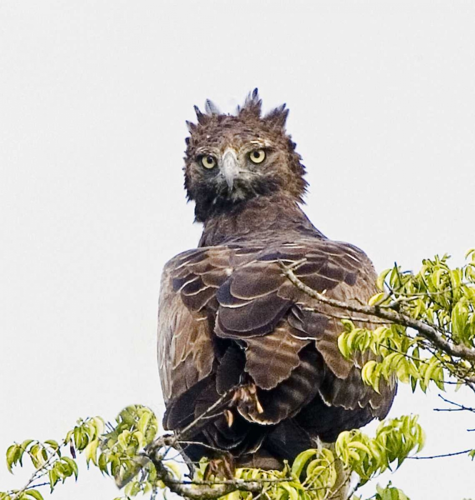 Kenya Martial eagle perched on tree limb